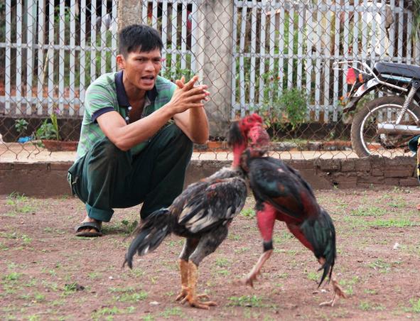 Đá gà đông timor là gì? Làm thế nào có thể xem đá gà? 6 Đá gà đông timor 6